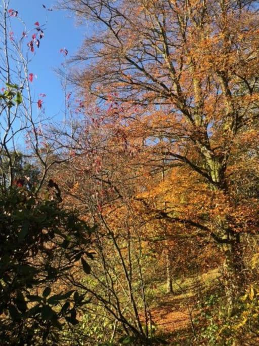 Unique Orchard Lodge For Couples With Hot Tub Strathaven Eksteriør bilde